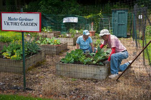 Master Gardeners 
