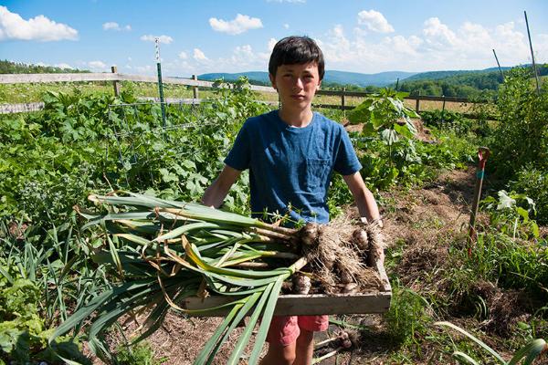 Harvesting Garlic 
