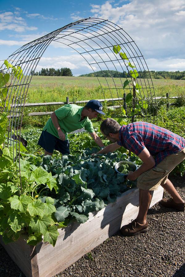 Harvesting from Raised Beds 
