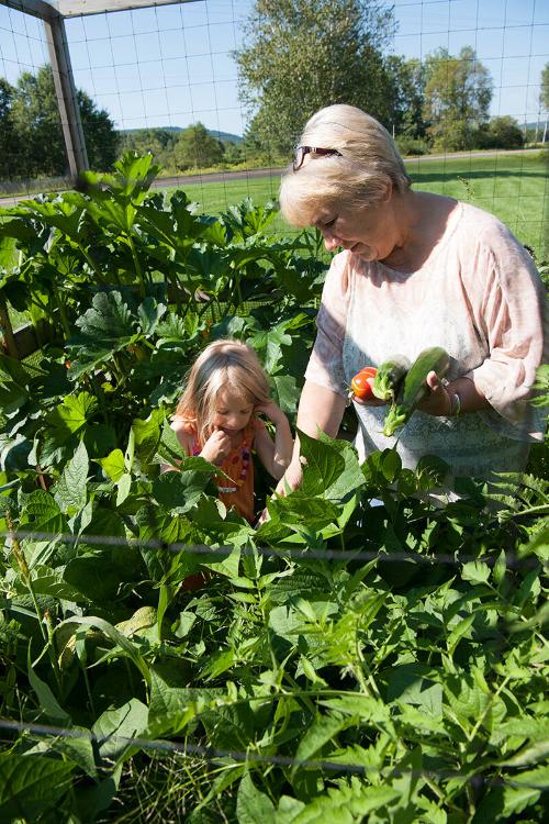 Harvesting Vegetables 
