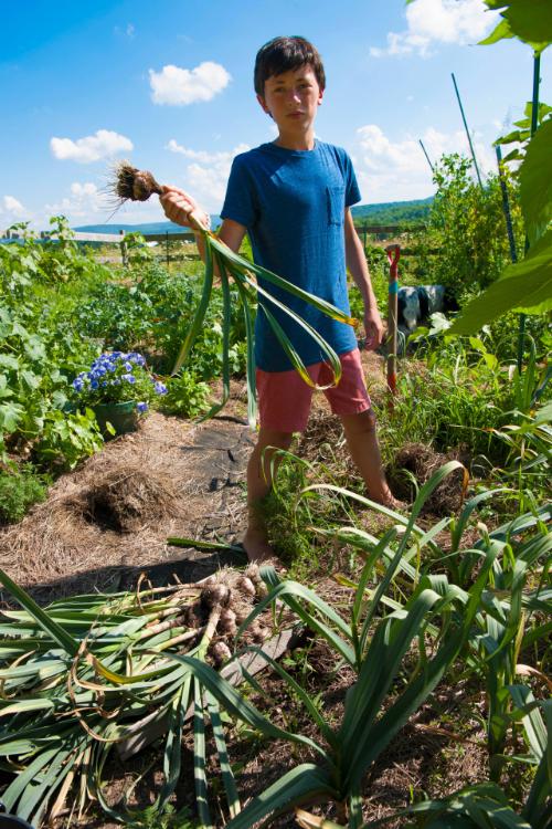 Freshly Picked Garlic 
