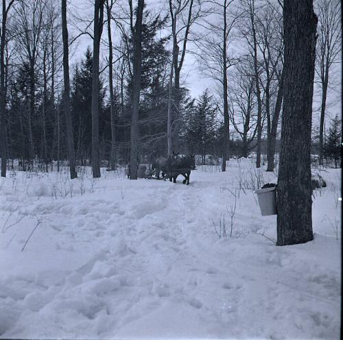 Maple Sugaring