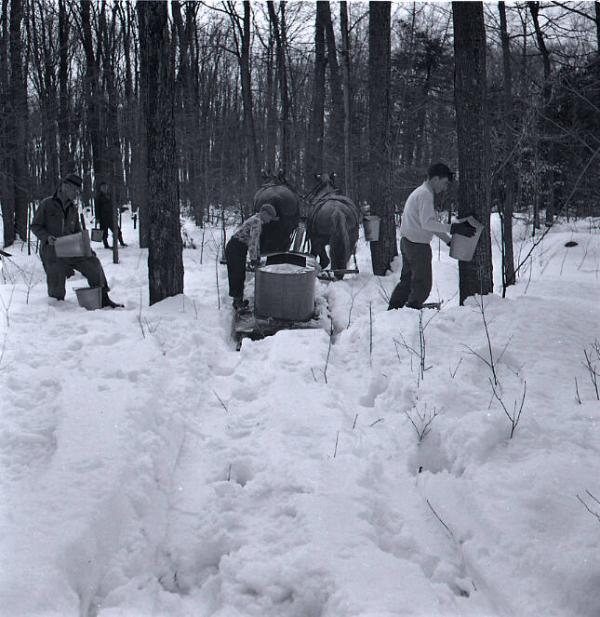 Maple Sugaring