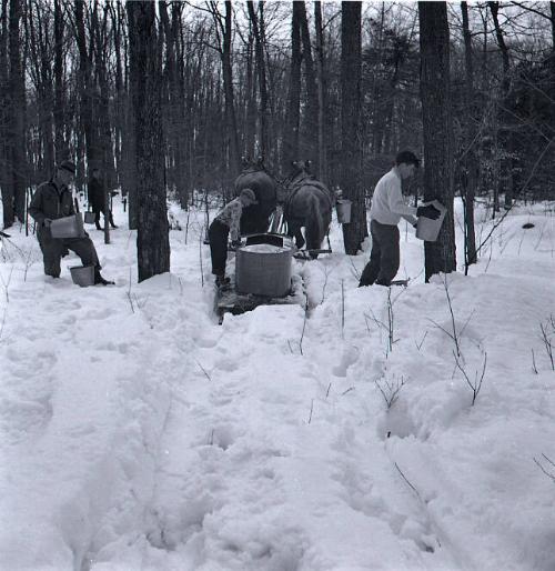 Maple Sugaring