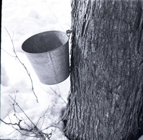 Maple Sugaring