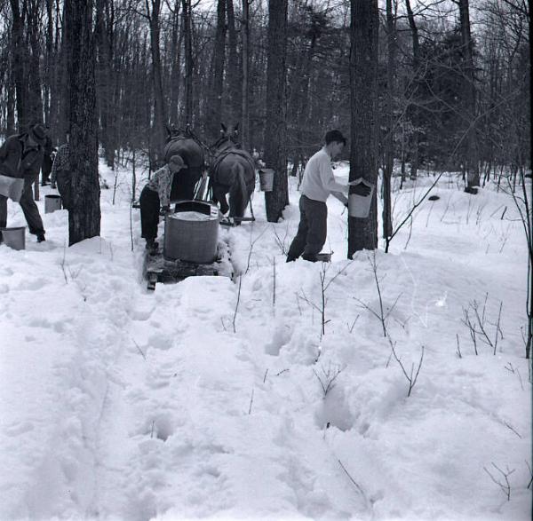 Maple Sugaring