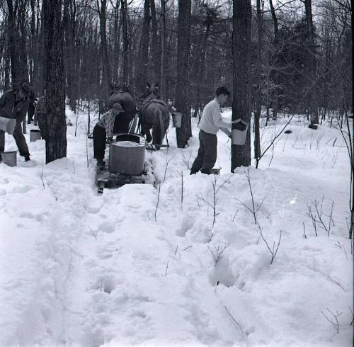 Maple Sugaring