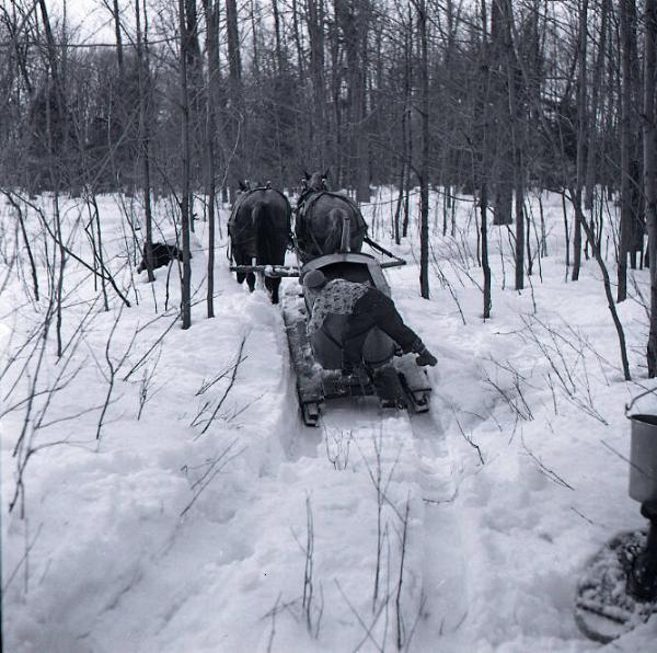 Maple Sugaring