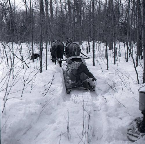 Maple Sugaring