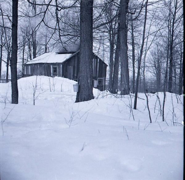 Maple Sugaring
