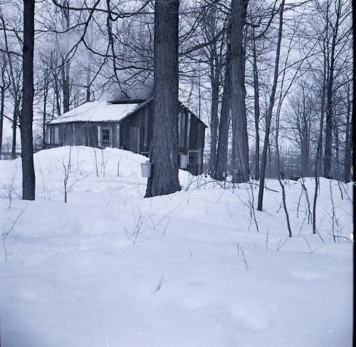 Maple Sugaring
