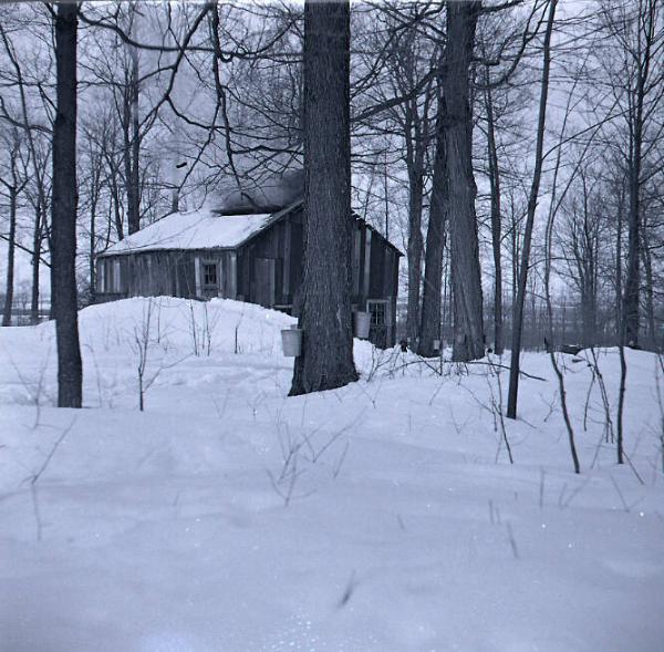 Maple Sugaring