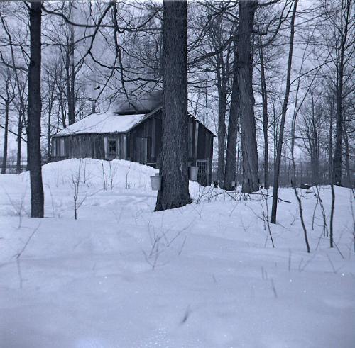 Maple Sugaring