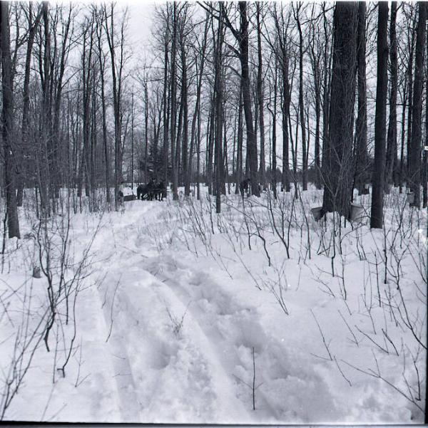 Maple Sugaring
