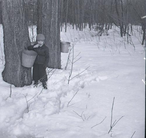 Maple Sugaring