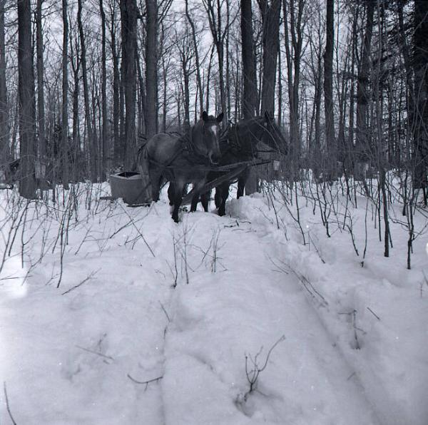 Maple Sugaring