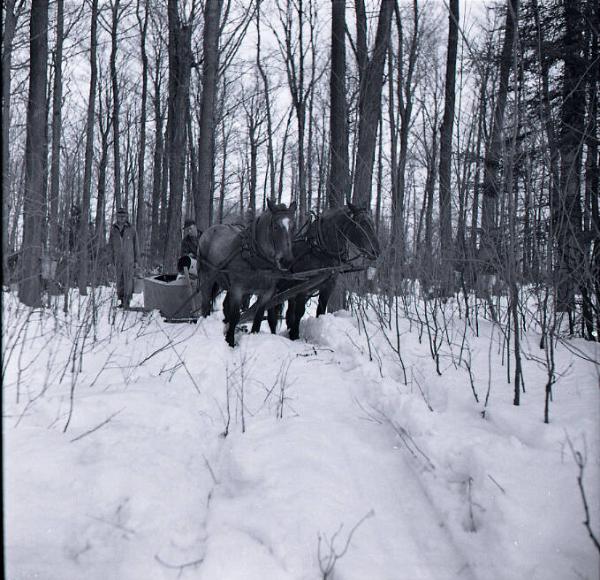 Maple Sugaring