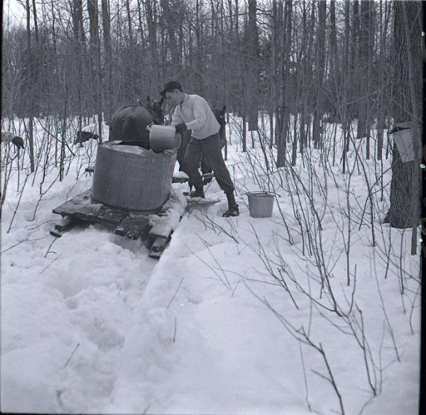 Maple Sugaring