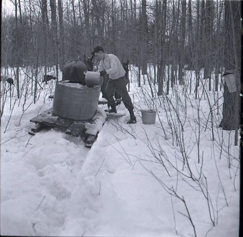 Maple Sugaring