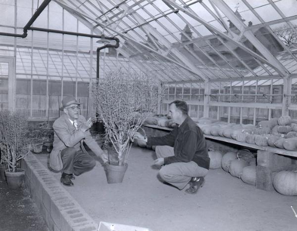 Greenhouse Scene