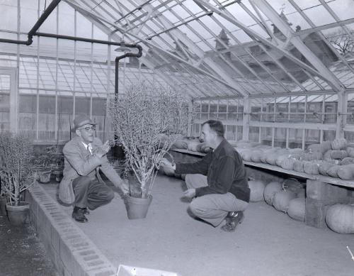 Greenhouse Scene