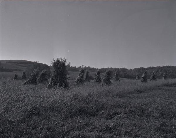 Farm Scene