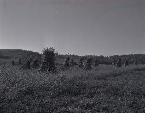 Farm Scene