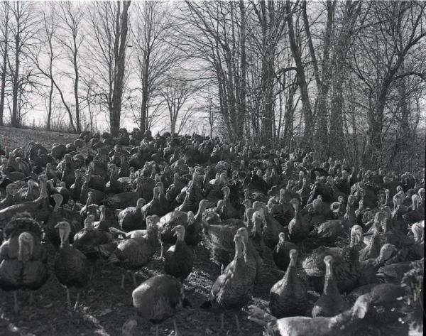 Farm Scene