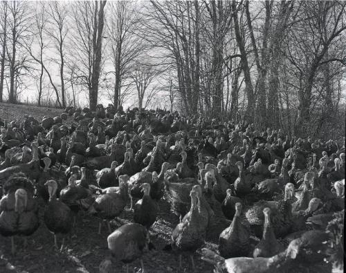 Farm Scene