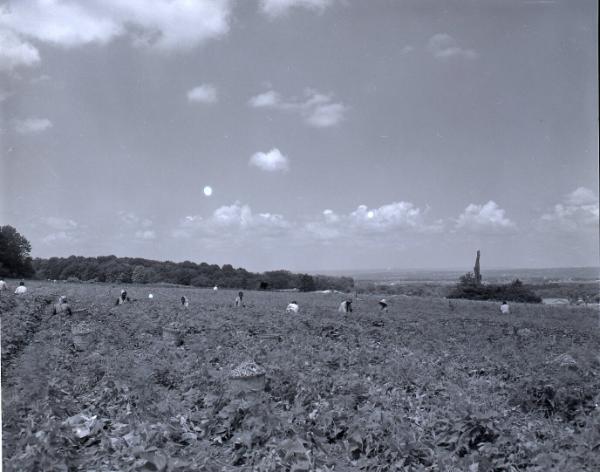 Farm Scene
