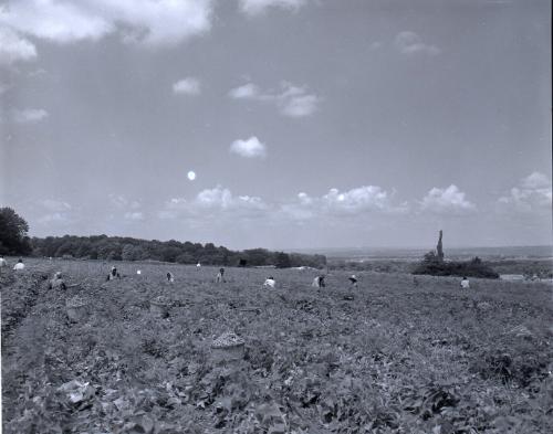 Farm Scene
