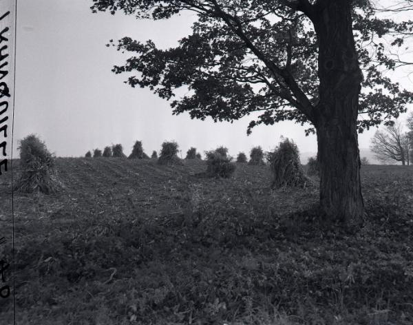 Farm Scene