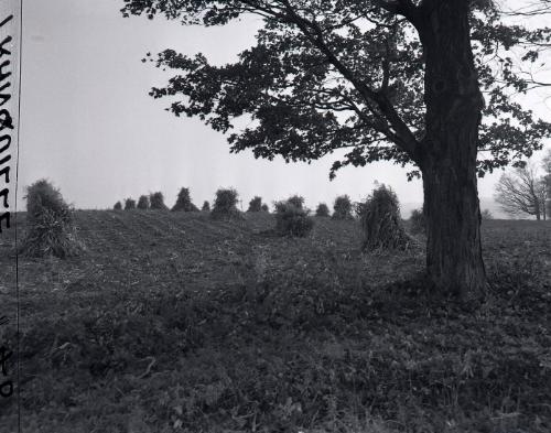 Farm Scene