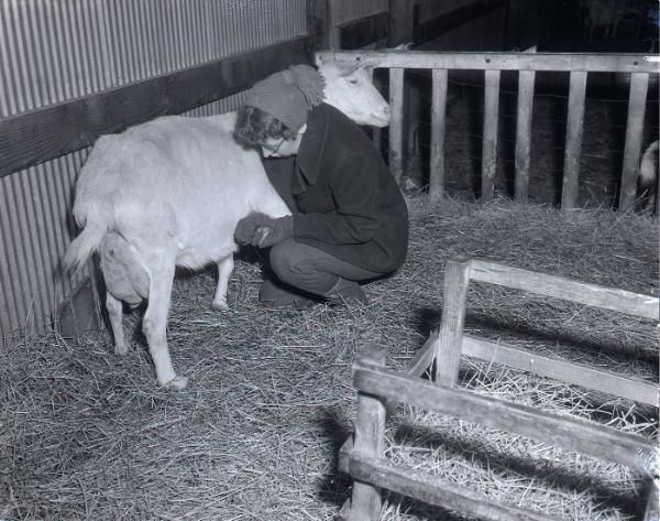 Farm Scene