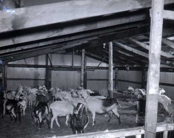 Farm Scene