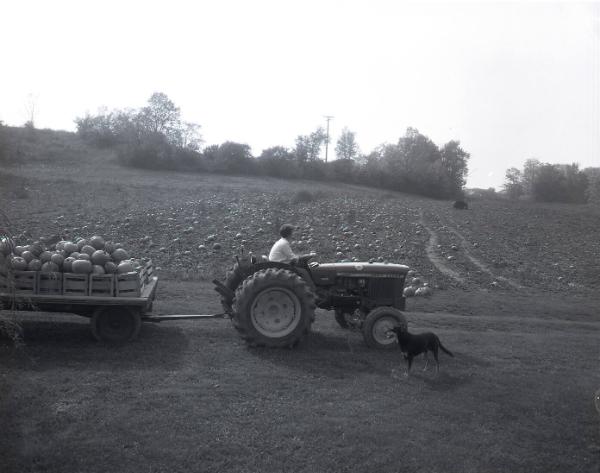 Pumpkin Harvest