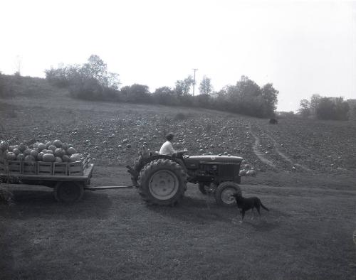 Pumpkin Harvest