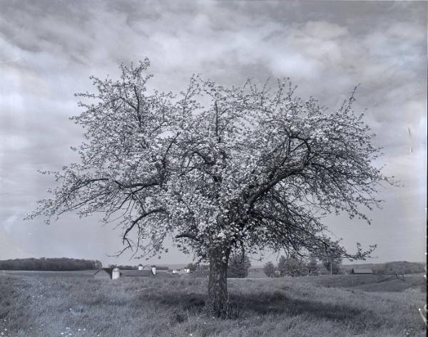 Farm Scene
