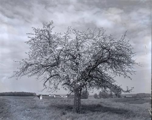 Farm Scene