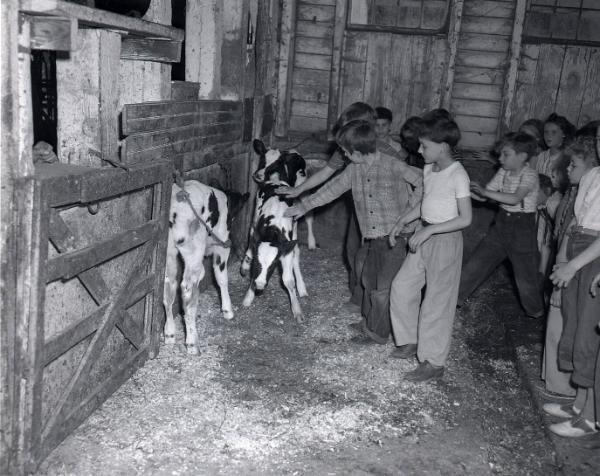 Farm Scene