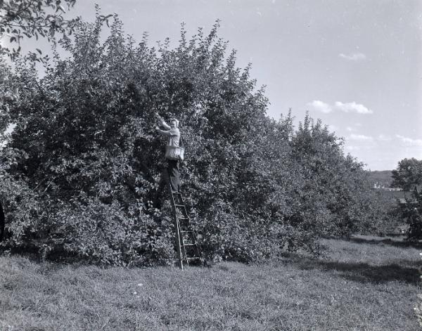 Apple Orchard