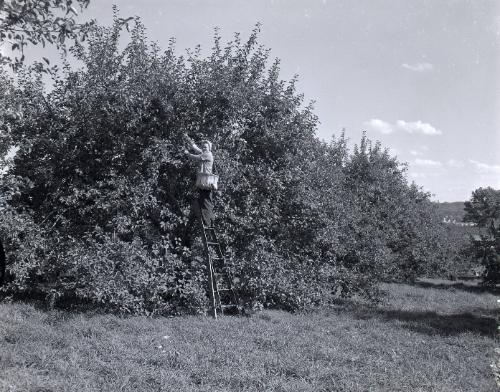 Apple Orchard