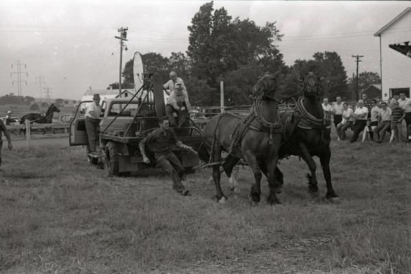 Horse Pulling at Boonville Fair