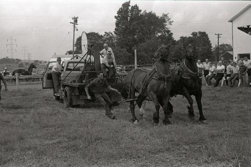 Horse Pulling at Boonville Fair