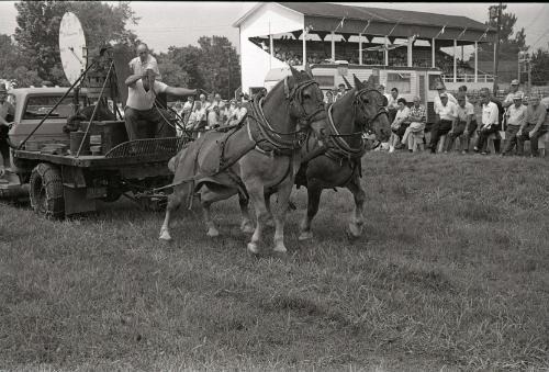 Horse Pulling at Boonville Fair