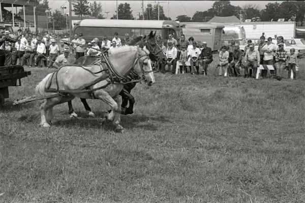 Horse Pulling at Boonville Fair