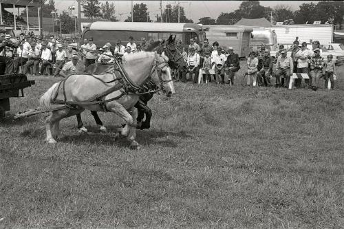Horse Pulling at Boonville Fair