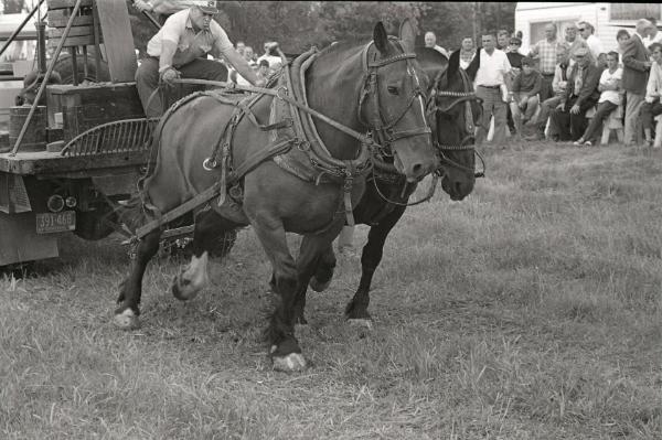 Horse Pulling at Boonville Fair