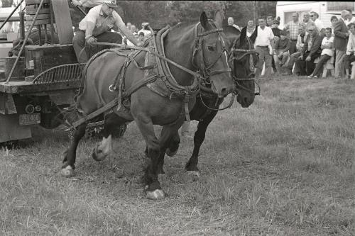 Horse Pulling at Boonville Fair