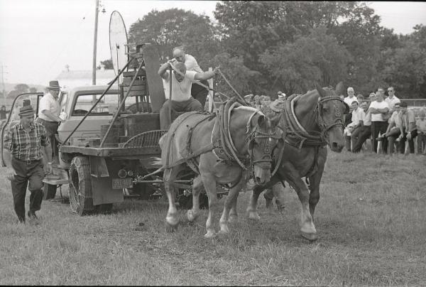 Horse Pulling at Boonville Fair